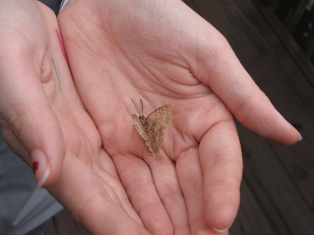two hand with moth