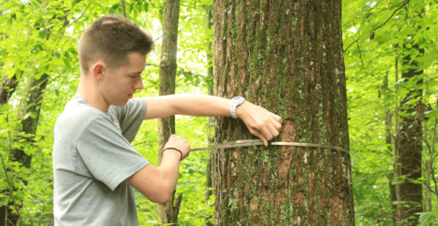 Measuring a tree trunk